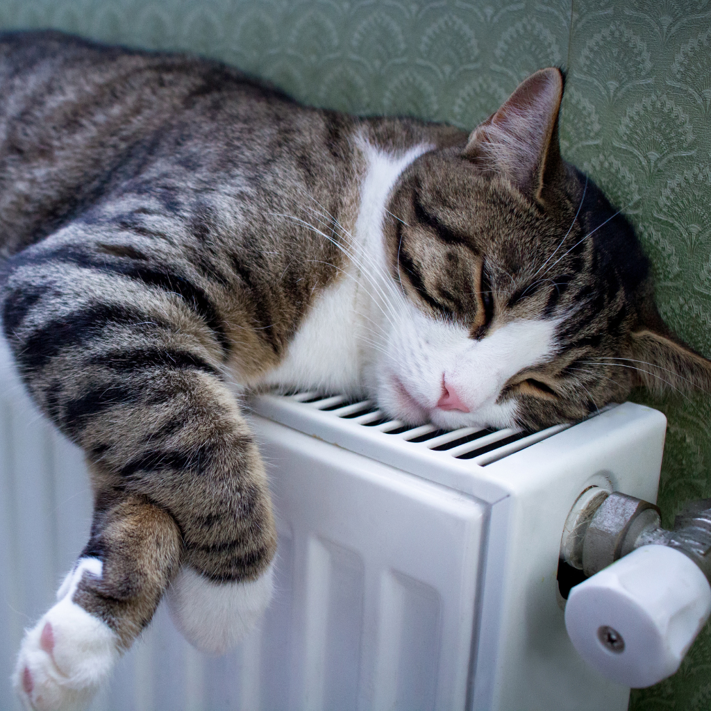 cat asleep on hot radiator
